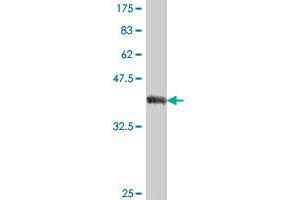 Western Blot detection against Immunogen (38. (CABLES2 antibody  (AA 131-239))