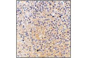 Immunohistochemistry of MD-1 in human spleen tissue with this product at 2. (LY86 antibody  (Center))