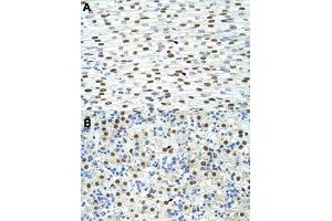 Immunohistochemical staining (Formalin-fixed paraffin-embedded sections) of human heart (A) and human liver (B) with EXOSC4 polyclonal antibody  at 4-8 ug/mL working concentration. (EXOSC4 antibody  (N-Term))