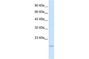 Western Blot showing SNAI1 antibody used at a concentration of 0. (SNAIL antibody  (N-Term))