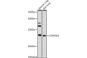 Western blot analysis of extracts of various cell lines, using CD300LB antibody (ABIN7270975) at 1:1000 dilution. (CD300LB antibody  (AA 1-201))