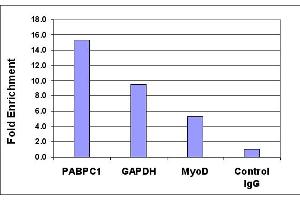 Histone H4K5ac antibody (pAb) tested by ChIP analysis.