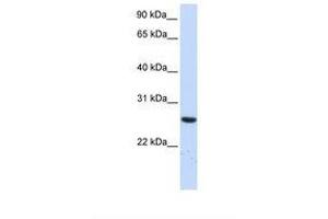 Image no. 1 for anti-Tetratricopeptide Repeat Domain 33 (TTC33) (AA 36-85) antibody (ABIN6739015) (TTC33 antibody  (AA 36-85))