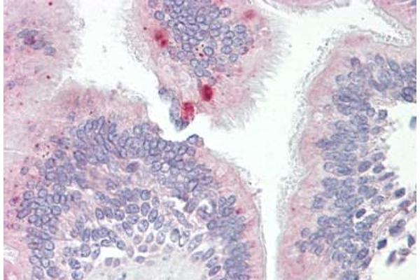 AP3M1 antibody  (AA 140-190)