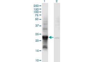 Western Blot analysis of COX4NB expression in transfected 293T cell line by COX4NB monoclonal antibody (M01), clone 4F4.