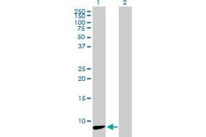 Western Blot analysis of NDUFA3 expression in transfected 293T cell line by NDUFA3 MaxPab polyclonal antibody. (NDUFA3 antibody  (AA 1-84))