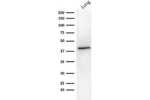 Western Blot analysis of human lung tissue lysate using EpCAM Mouse Monoclonal Antibody (MOC-31).