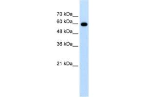 Western Blotting (WB) image for anti-Cell Division Cycle 23 (CDC23) antibody (ABIN2462655) (CDC23 antibody)