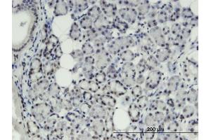 Immunoperoxidase of monoclonal antibody to THRSP on formalin-fixed paraffin-embedded human salivary gland. (THRSP antibody  (AA 1-84))