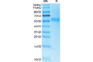 Cynomolgus Kremen-2 on Tris-Bis PAGE under reduced condition. (KREMEN2 Protein (AA 26-364) (His tag))