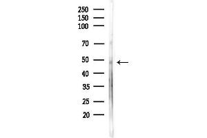 anti-G Protein-Coupled Receptor 151 (GPR151) (C-Term) antibody