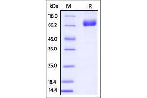 Biotinylated Mouse PD-L1, Fc Tag on SDS-PAGE under reducing (R) condition.