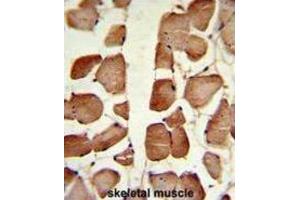 Immunohistochemistry (IHC) image for anti-Aspartoacylase (ASPA) antibody (ABIN3002840) (ASPA antibody)
