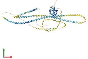 AlphaFold protein structure predicition of Human Recombinant COLEC12 Protein, UniprotID Q5KU26