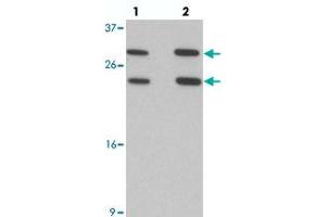Western blot analysis of MS4A6A in 293 cell lysate with MS4A6A polyclonal antibody  at (lane 1) 1 and (lane 2) 2 ug/mL.