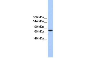 WB Suggested Anti-TMC2 Antibody Titration:  0. (Tmc2 antibody  (Middle Region))