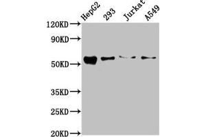Western Blot Positive WB detected in: HepG2 whole cell lysate, 293 whole cell lysate, Jurkat whole cell lysate, A549 whole cell lysate All lanes: ZDHHC14 antibody at 10. (ZDHHC14 antibody  (AA 328-453))