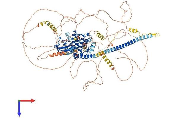 MAP3K13 Protein (AA 1-966) (His tag)