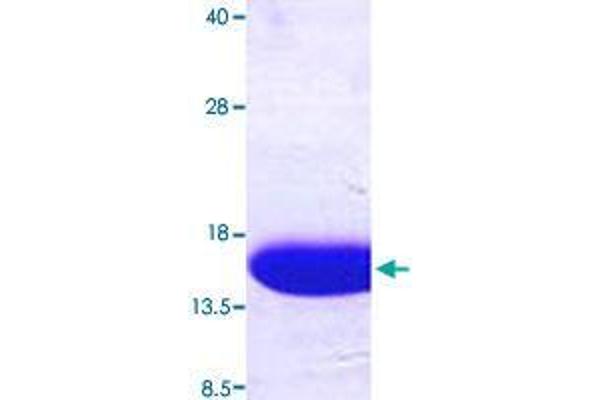 PVALB Protein (AA 1-110) (His tag)