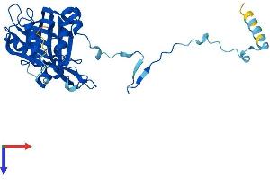 RPF2 Protein (AA 1-306) (His tag)