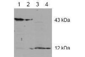 Image no. 1 for anti-Caspase 2, Apoptosis-Related Cysteine Peptidase (CASP2) antibody (ABIN126971) (Caspase 2 antibody)