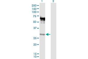 Western Blot analysis of EMX2 expression in transfected 293T cell line by EMX2 MaxPab polyclonal antibody. (EMX2 antibody  (AA 1-252))