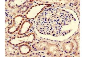 Immunohistochemistry of paraffin-embedded human kidney tissue using ABIN7145666 at dilution of 1:100