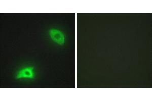 Peptide - +Immunohistochemistry analysis of paraffin-embedded human brain tissue, using DUSP6 antibody. (DUSP6 antibody)