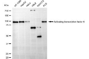 Western blotting analysis using activating transcription factor 6 antibody (ABIN7797486). (Recombinant ATF6 antibody)