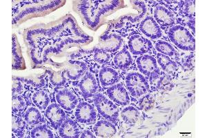 Paraformaldehyde-fixed, paraffin embedded Mouse small intestine, Antigen retrieval by boiling in sodium citrate buffer (pH6. (NR1I2 antibody  (AA 51-150))