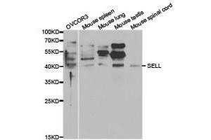 Western Blotting (WB) image for anti-Selectin L (SELL) antibody (ABIN1874720) (L-Selectin antibody)