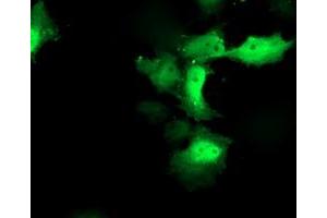 Immunofluorescence (IF) image for anti-Chromosome X Open Reading Frame 26 (CXorf26) antibody (ABIN1497688) (CXorf26 antibody)
