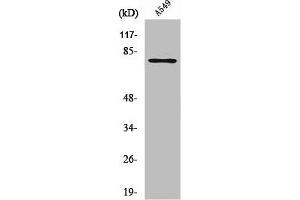 Western Blot analysis of NIH-3T3 cells using PFK-B Polyclonal Antibody (PFKL antibody  (C-Term))