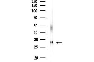 anti-Ribosomal Protein L7 (RPL7) (C-Term) antibody