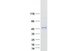 Validation with Western Blot (C7ORF26 Protein (Myc-DYKDDDDK Tag))