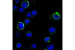 Confocal immunofluorescence analysis of HEK293 cells trasfected with extracellular ROR1 (aa30-406)-hIgGFc using ROR1 mouse mAb (green). (ROR1 antibody  (AA 30-406))
