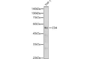 Western blot analysis of extracts of THP-1 cells, using CD4 antibody (ABIN6134777, ABIN6138187, ABIN6138189 and ABIN6213821) at 1:1000 dilution. (CD4 antibody  (AA 300-400))