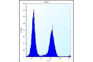 KRT1 Antibody (C-term) (ABIN656288 and ABIN2845597) flow cytometric analysis of Jurkat cells (right histogram) compared to a negative control cell (left histogram). (KRTAP25-1 antibody  (C-Term))