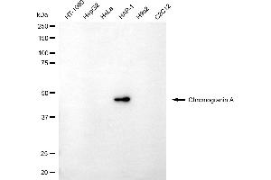 Western blotting analysis using chromogranin A antibody (ABIN7798072). (Chromogranin A antibody)