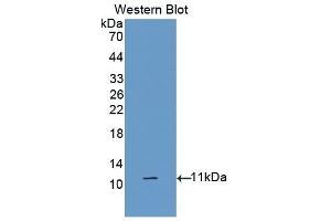 Western Blotting (WB) image for anti-Diazepam Binding Inhibitor (DBI) (AA 2-87) antibody (ABIN1176163) (Diazepam Binding Inhibitor antibody  (AA 2-87))