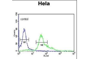 S100A6 Antibody (C-term) (ABIN391522 and ABIN2841482) flow cytometric analysis of Hela cells (right histogram) compared to a negative control cell (left histogram). (S100A6 antibody  (C-Term))
