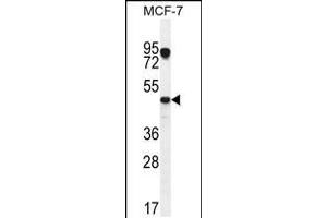 Western blot analysis in MCF-7 cell line lysates (35ug/lane). (VEGFC antibody  (N-Term))