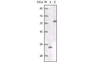 Western Blot showing ER antibody truncated ER recombinant protein (1) MCF-7 cell lysates (2). (Estrogen Receptor alpha antibody)