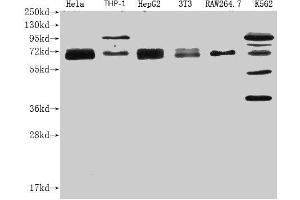 Western Blot Positive WB detected in: NFE2L2 antibody at 1:1000 Lane 1: Hela whole cell lysate Lane 2: THP-1 whole cell lysate Lane 3: HepG2 whole cell lysate Lane 4: NIH/3T3 whole cell lysate Lane 5: RAW264. (Histone 3 antibody  (AA 256-605))