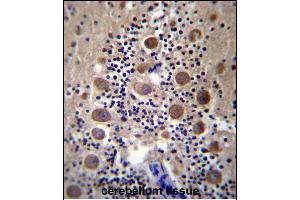 Immunohistochemistry (Paraffin-embedded Sections) (IHC (p)) image for anti-G Protein-Coupled Receptor Associated Sorting Protein 2 (GPRASP2) (AA 234-263), (N-Term) antibody (ABIN657059)