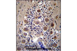 GPRASP2 Antibody (N-term) (ABIN657059 and ABIN2846225) immunohistochemistry analysis in formalin fixed and paraffin embedded human cerebellum tissue followed by peroxidase conjugation of the secondary antibody and DAB staining. (GPRASP2 antibody  (N-Term))