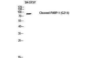 Western Blot (WB) analysis of SH-SY5Y lysis using Cleaved-PARP-1 (D214) antibody. (PARP1 antibody  (Asp214, cleaved))