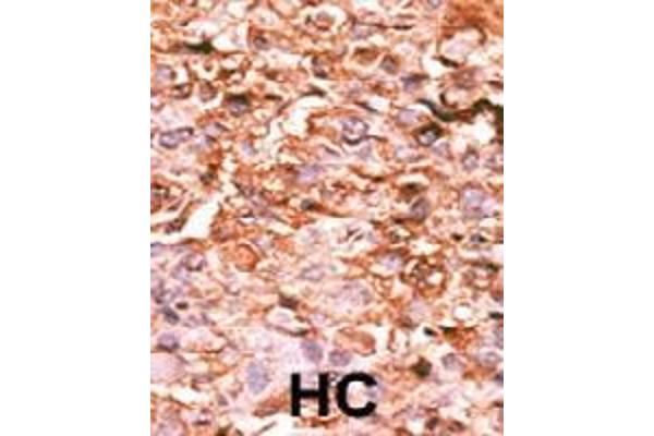 Histone H3.1 抗体  (pSer10)