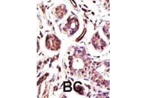 Immunohistochemistry (IHC) image for anti-Ubiquitin Protein Ligase E3A (ube3a) antibody (ABIN3001484) (ube3a antibody)