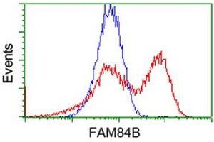 HEK293T cells transfected with either RC207996 overexpress plasmid (Red) or empty vector control plasmid (Blue) were immunostained by anti-FAM84B antibody (ABIN2453038), and then analyzed by flow cytometry. (FAM84B antibody)
